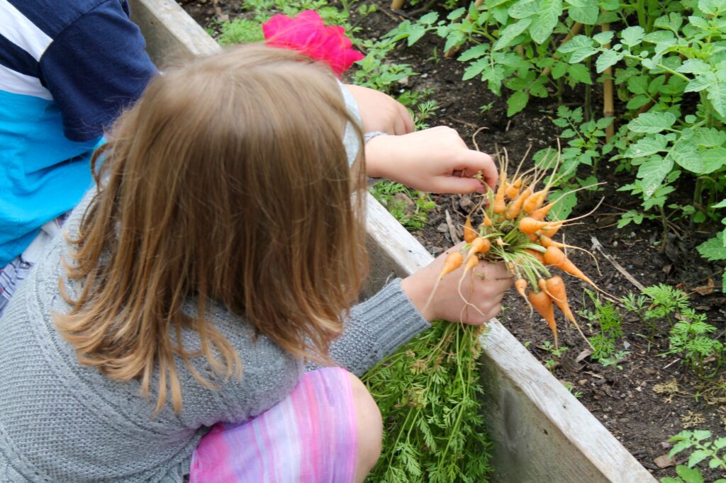 Garden Garden Carrots 1024x682