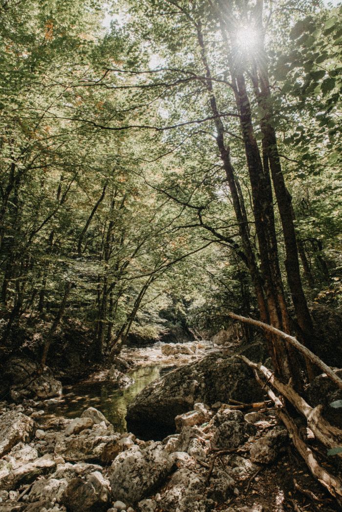 Home Sunlight filters through trees in a serene forest scene with a rocky stream. Perfect for nature lovers.