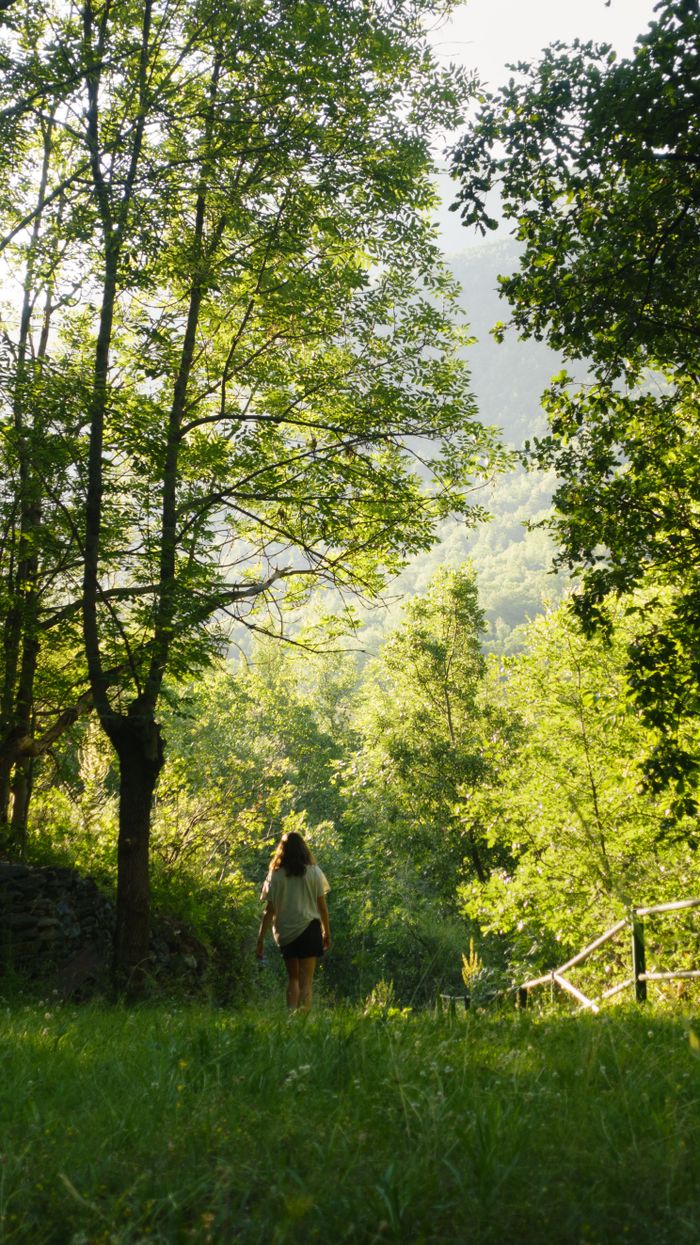Services A person walks through a lush, sunlit forest path, surrounded by tall trees.