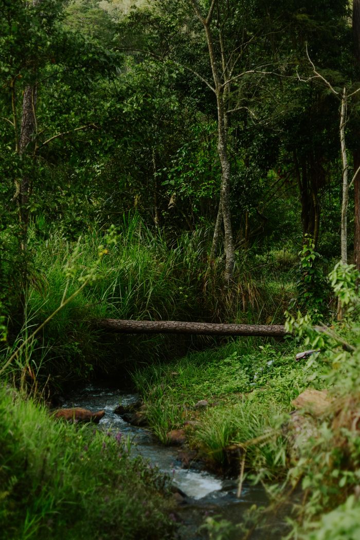 Serene forest scene featuring a gentle stream and lush greenery, perfect for nature lovers.