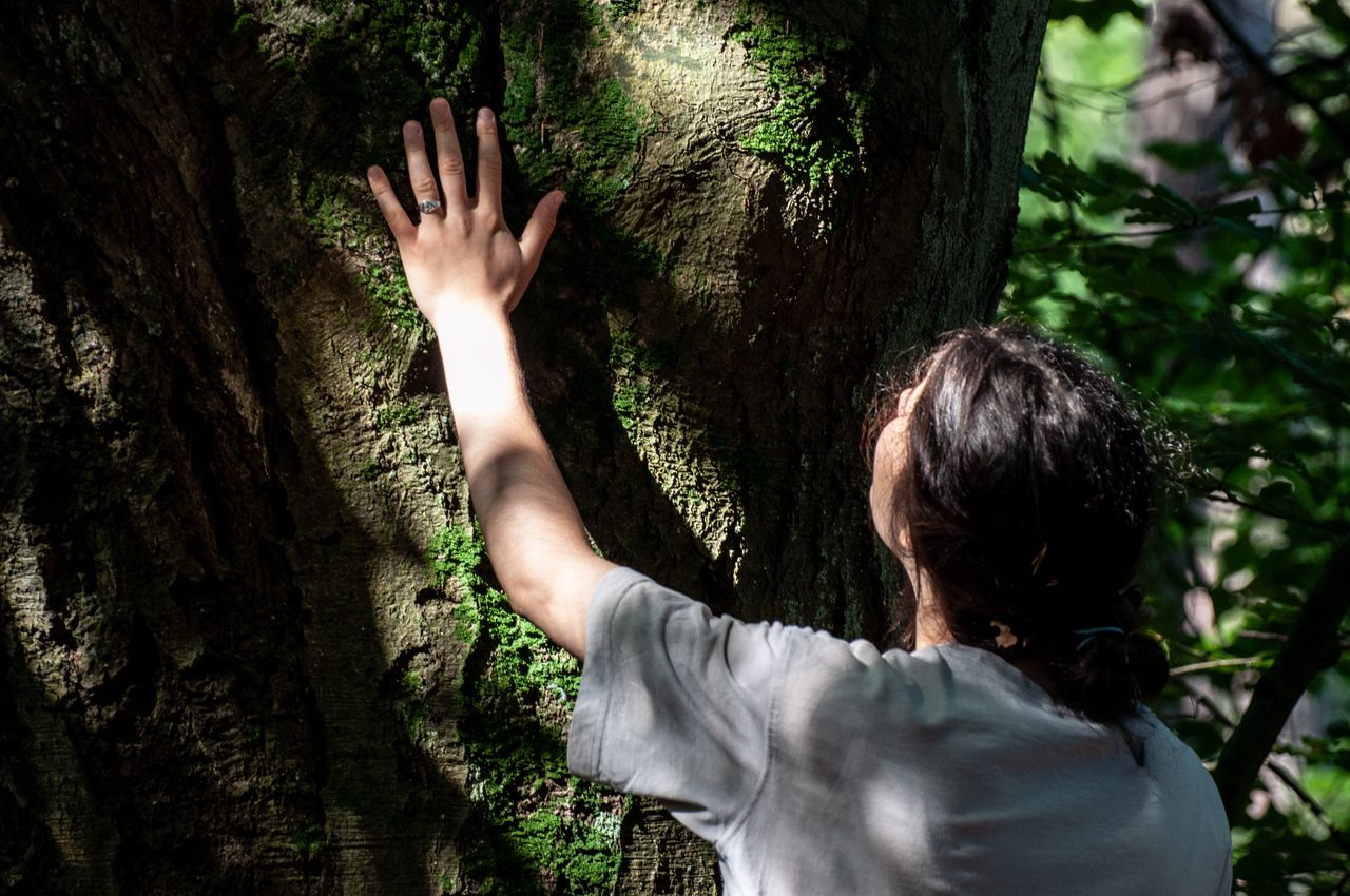 Services A person gently touches a tree trunk covered with moss in a sunlit forest.