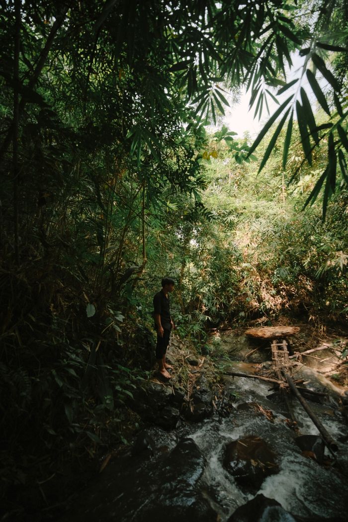 Services A person explores a tranquil stream in a lush jungle setting, surrounded by dense greenery.