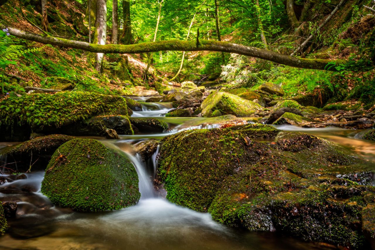 Crafting Captivating Headlines: Your awesome post title goes here A tranquil forest stream flows over moss-covered rocks beneath lush green trees.