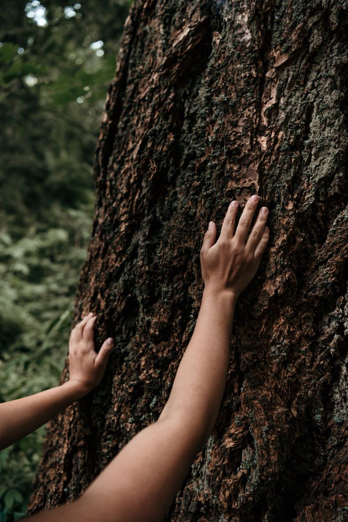 Services Two hands gently touch a tree trunk in a lush forest, symbolizing connection with nature.